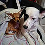 Princess is registered to the contest to win money with this photo: animal, black_spots, blanket, chihuahua, companion, cozy, cute, dog, ears, friendship, fur, gaming_chair, indoor, large_dog, pets, relaxed, resting, small_dog, snuggling, white_dog