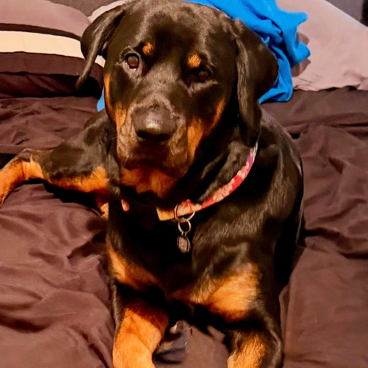 Camea joined the competition — help win amazing prizes! dog, doberman, black_and_tan, large_breed, pet, portrait, sitting, lying_down, bed, bedroom, blanket, collar, tag, short_hair, floppy_ears, brown_eyes, indoor, furniture, animal, photography