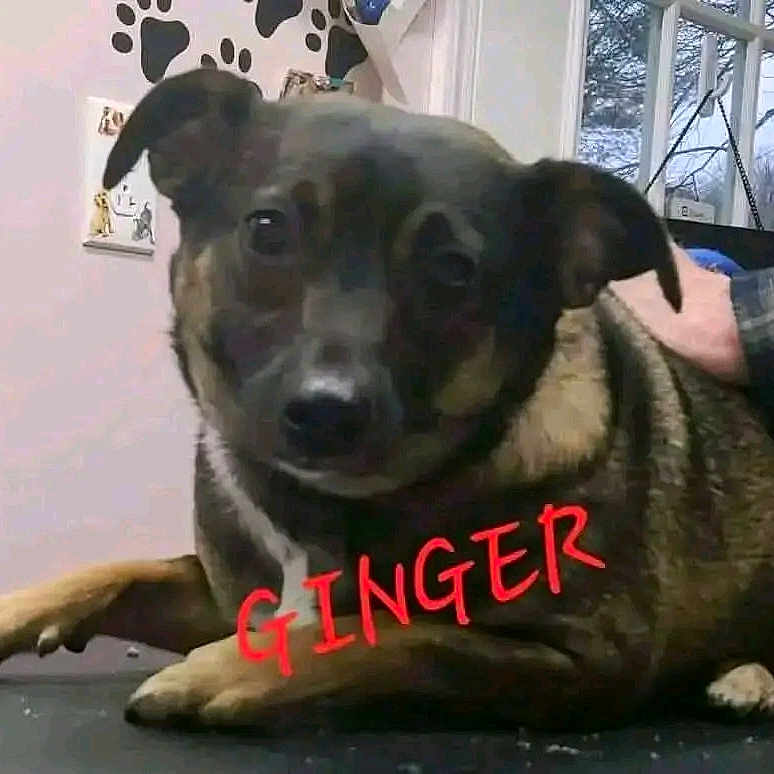 Ginger