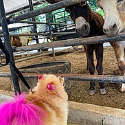 Paris joined the competition — help win amazing prizes! animal, animal_pen, barn, colorful, costume, cows, curious, dog, dyed_fur, farm, fence, fluffy, funny, leash, livestock, outdoor, pet, pink_hair, portrait, rural