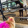 animal, animal_pen, barn, colorful, costume, cows, curious, dog, dyed_fur, farm, fence, fluffy, funny, leash, livestock, outdoor, pet, pink_hair, portrait, rural