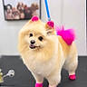 Paris is registered to the contest to win money with this photo: dog, pomeranian, small_dog, fluffy, cream_fur, pink_accessories, bow, grooming, grooming_table, pet, animal, portrait, standing, cute, happy, open_mouth, indoor, salon, fashionable, tail