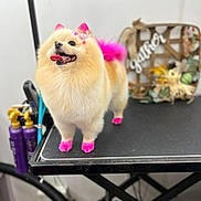 Paris joined the competition — help win amazing prizes! dog, pomeranian, small_dog, fluffy, grooming, grooming_table, pink_mohawk, pink_paws, pink_tail, happy, smiling, tongue_out, standing, pet_salon, indoor, portrait, fur, collar, hair_styling, professional_grooming