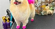 Paris joined the competition — help win amazing prizes! collar, dog, fluffy, fur, grooming, grooming_table, hair_styling, happy, indoor, pet_salon, pink_mohawk, pink_paws, pink_tail, pomeranian, portrait, professional_grooming, small_dog, smiling, standing, tongue_out