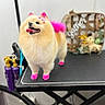 dog, pomeranian, small_dog, fluffy, grooming, grooming_table, pink_mohawk, pink_paws, pink_tail, happy, smiling, tongue_out, standing, pet_salon, indoor, portrait, fur, collar, hair_styling, professional_grooming