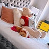 Paris joined the competition — help win amazing prizes! dog, puppy, small_dog, fluffy, brown_and_white, lying_down, bed, bedroom, teddy_bear, stuffed_animal, pillow, headboard, blanket, plush, indoor, home_decor, lamp, shopping_bag, luxury, cute