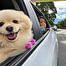 Paris is registered to the contest to win money with this photo: car, car_window, child, clouds, cream_colored, dog, fluffy, happy, mountains, outdoor, palm_trees, person, pet, puppy, road, road_trip, smiling, tongue_out, tropical, vehicle
