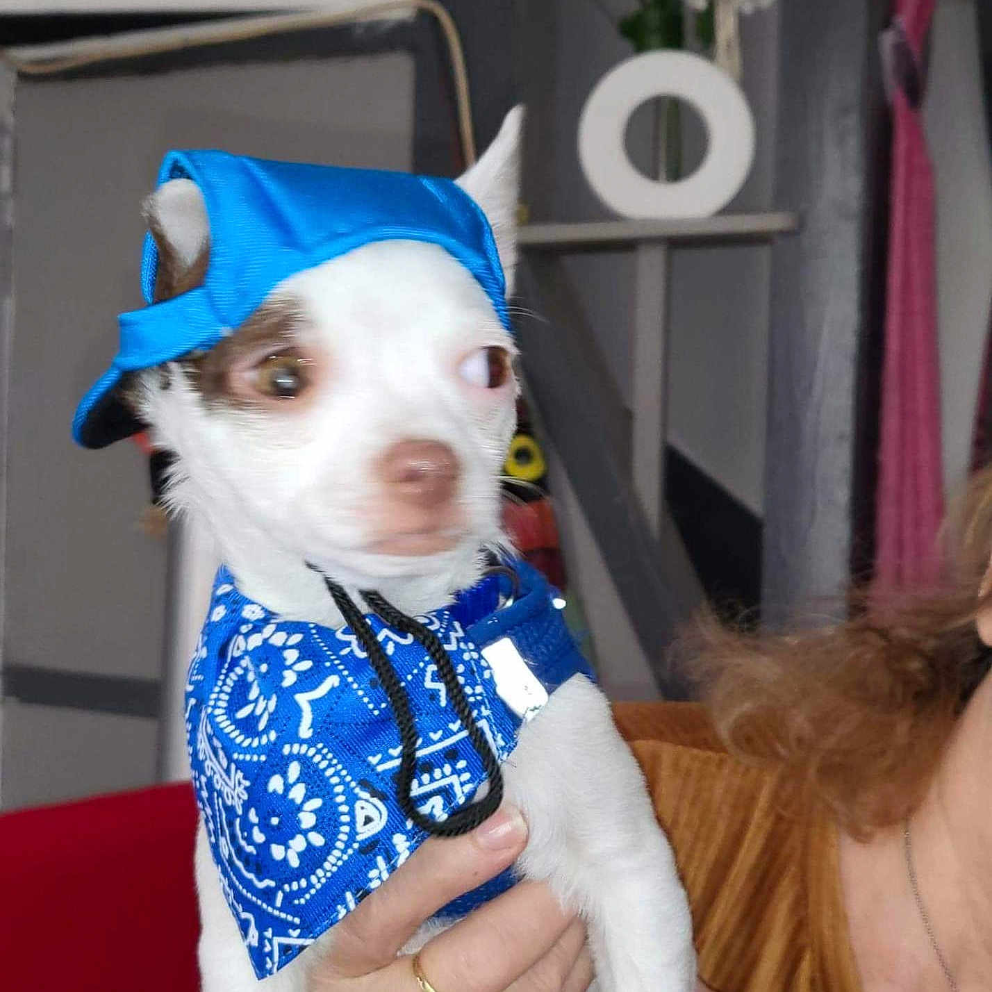 Flocon a rejoint le concours — aidez-le/la à gagner de superbes lots ! accessories, animal, baseballcap, canine, cap, clothing, costume, dog, earring, face, hat, head, jewelry, necklace, person, pet, photography, plant, portrait, pottedplant