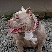 Athéna participe au concours pour gagner de l'argent avec cette photo : dog, pitbull, spiked_collar, pink_collar, tongue_out, sitting, gravel, outdoor, pet, animal, canine, muscular, grey_fur, white_patch, ears_up, side_view, happy, relaxed, close_up, portrait