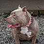 dog, pitbull, spiked_collar, pink_collar, tongue_out, sitting, gravel, outdoor, pet, animal, canine, muscular, grey_fur, white_patch, ears_up, side_view, happy, relaxed, close_up, portrait