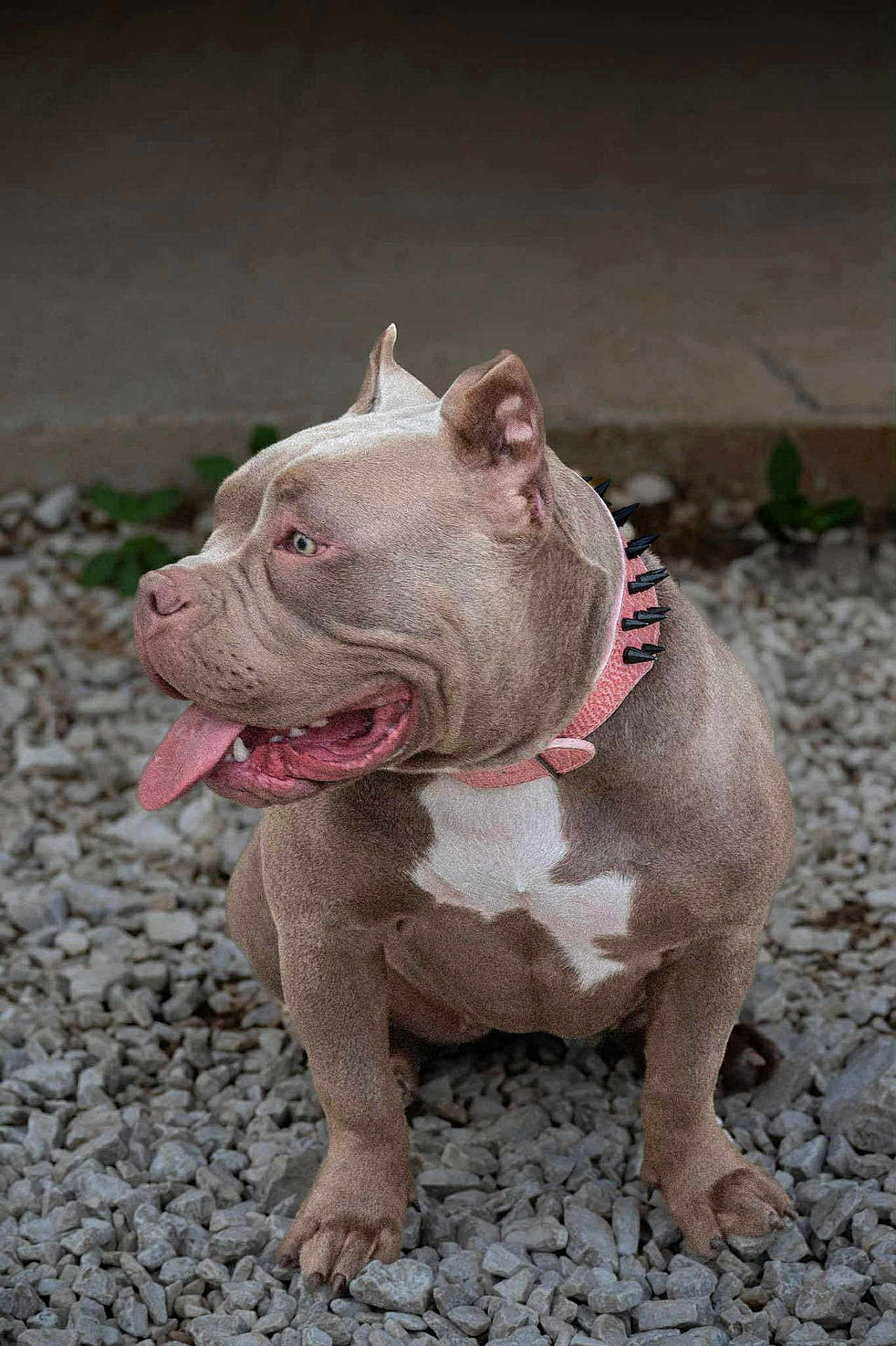 Athéna participe au concours pour gagner de l'argent avec cette photo : dog, pitbull, spiked_collar, pink_collar, tongue_out, sitting, gravel, outdoor, pet, animal, canine, muscular, grey_fur, white_patch, ears_up, side_view, happy, relaxed, close_up, portrait