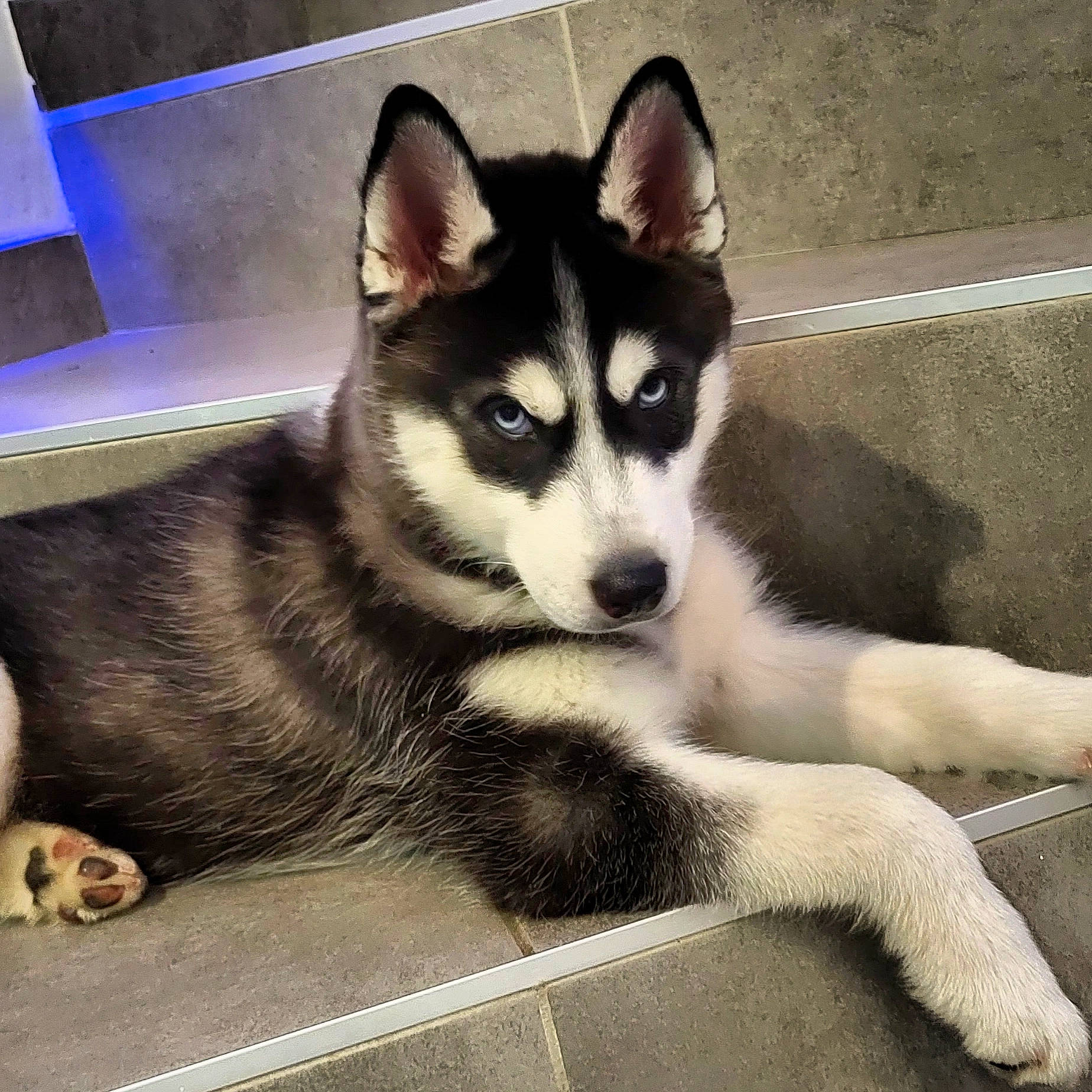 Naska participe au concours pour gagner de l'argent avec cette photo : ancient_dog_breeds, art, canidae, canis, carnivore, companion_dog, dog, dog_breed, eye, fur, non_sporting_group, siberian_husky, sled_dog, snout, sporting_group, square, terrestrial_animal, whiskers, working_animal, working_dog