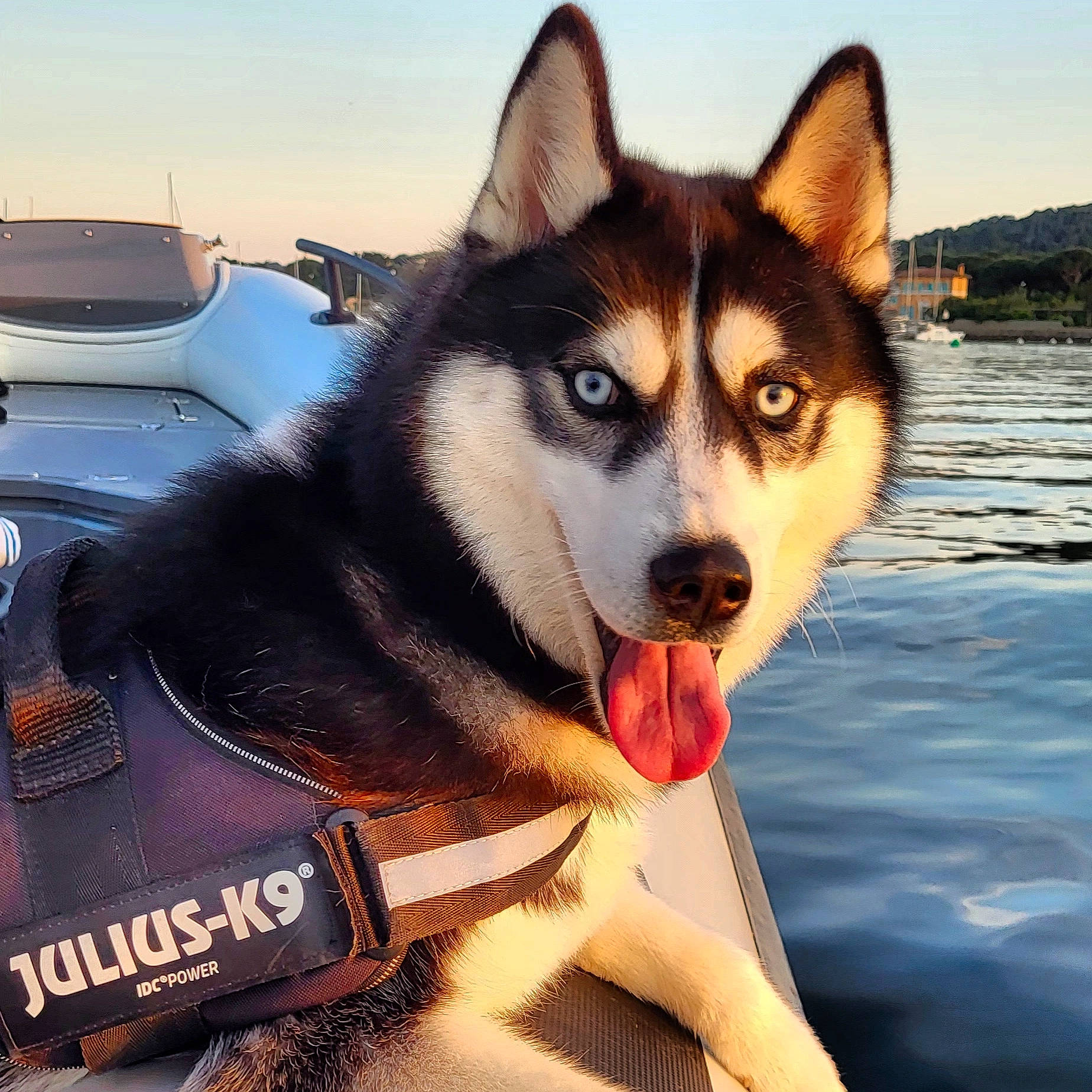 Naska participe au concours pour gagner de l'argent avec cette photo : art, automotive_lighting, canidae, carnivore, companion_dog, dog, dog_breed, drawing, fur, hood, illustration, recreation, siberian_husky, sky, sled_dog, snout, vehicle_door, whiskers, wildlife, windshield