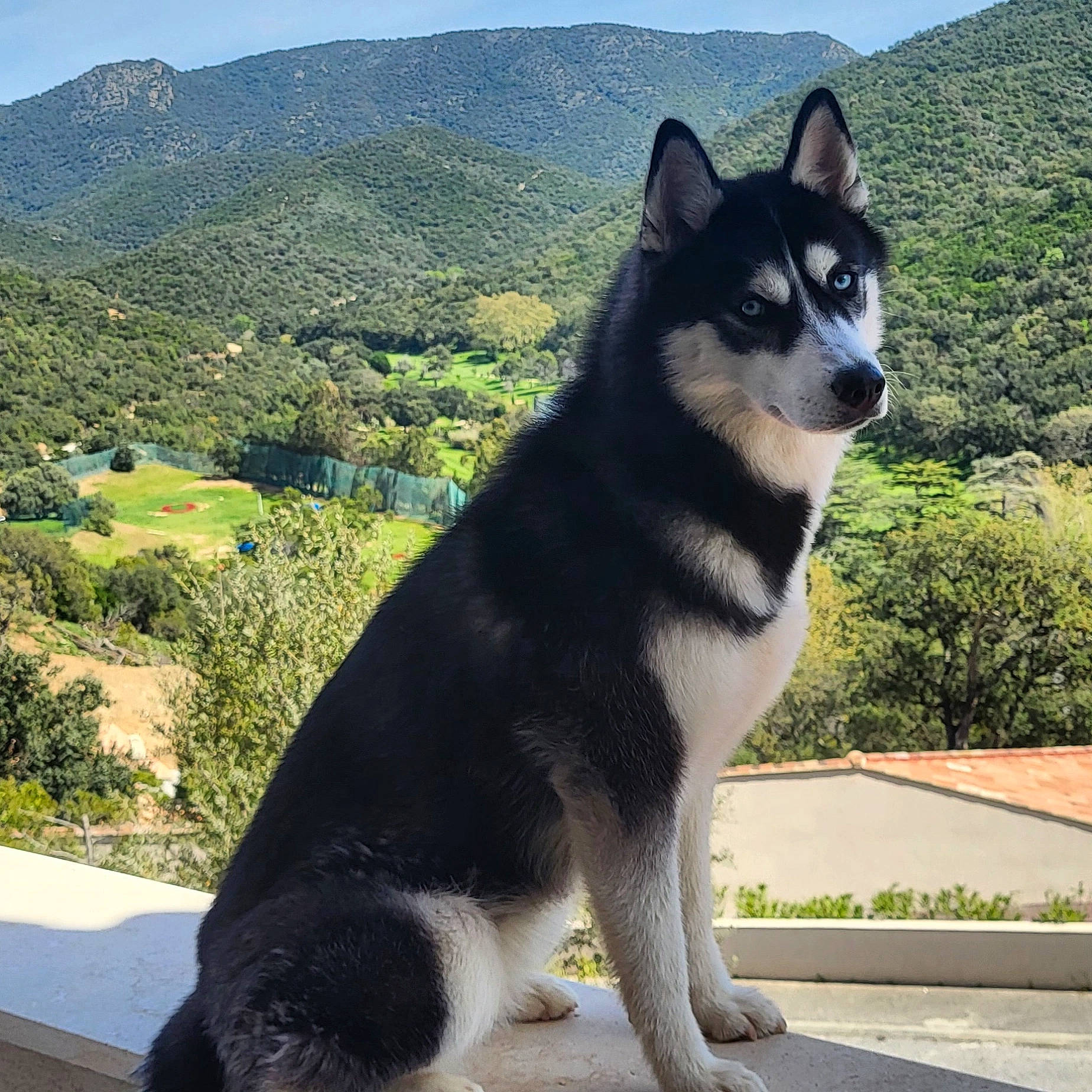 Naska participe au concours pour gagner de l'argent avec cette photo : ancient_dog_breeds, art, canidae, carnivore, collar, companion_dog, dog, dog_breed, herding_dog, hill, mountain, non_sporting_group, plant, sky, snout, sporting_group, tail, tree, working_animal, working_dog