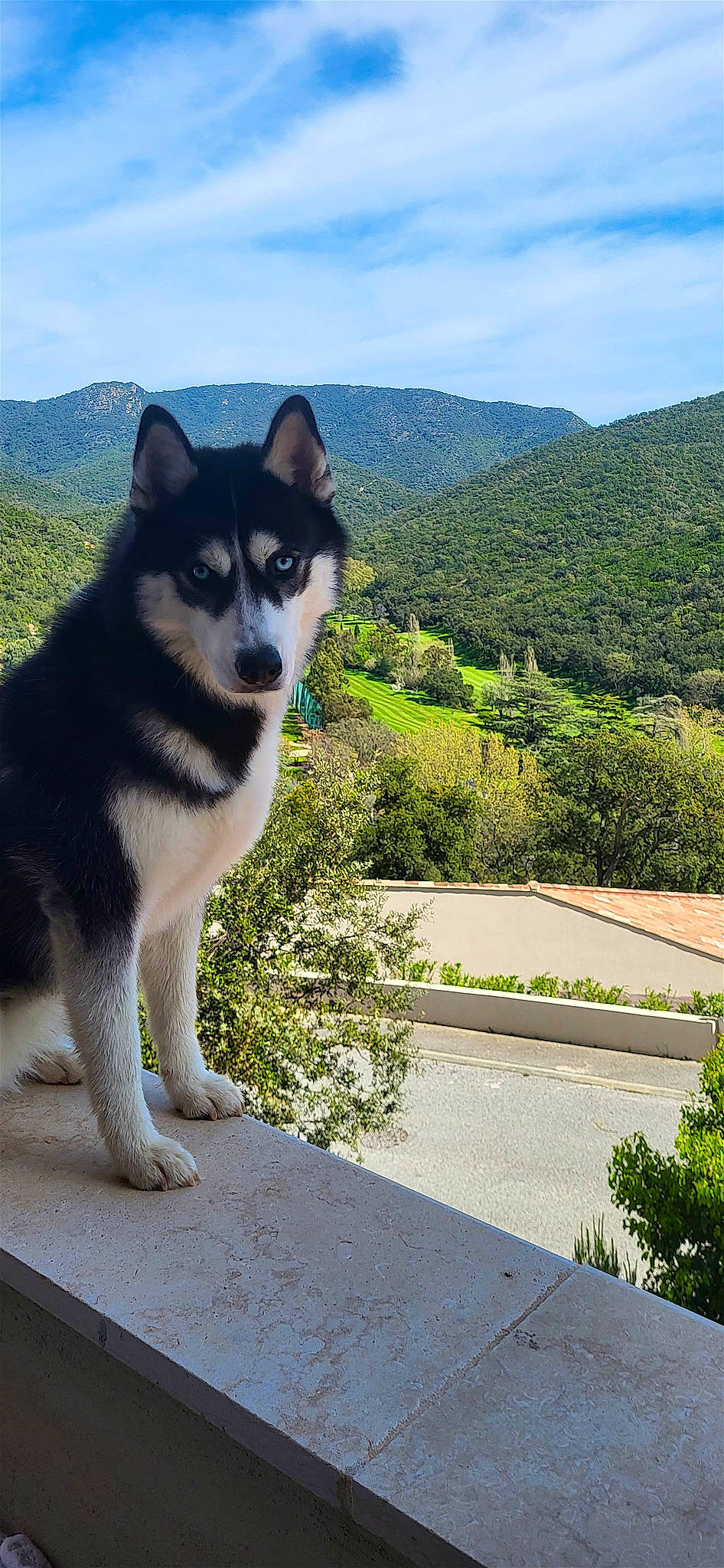 Naska a rejoint le concours — aidez-le/la à gagner de superbes lots ! ancient_dog_breeds, canidae, carnivore, cloud, companion_dog, dog, dog_breed, herding_dog, hill, landscape, mountain, plant, road_surface, sky, slope, sporting_group, tail, tree, working_animal, working_dog