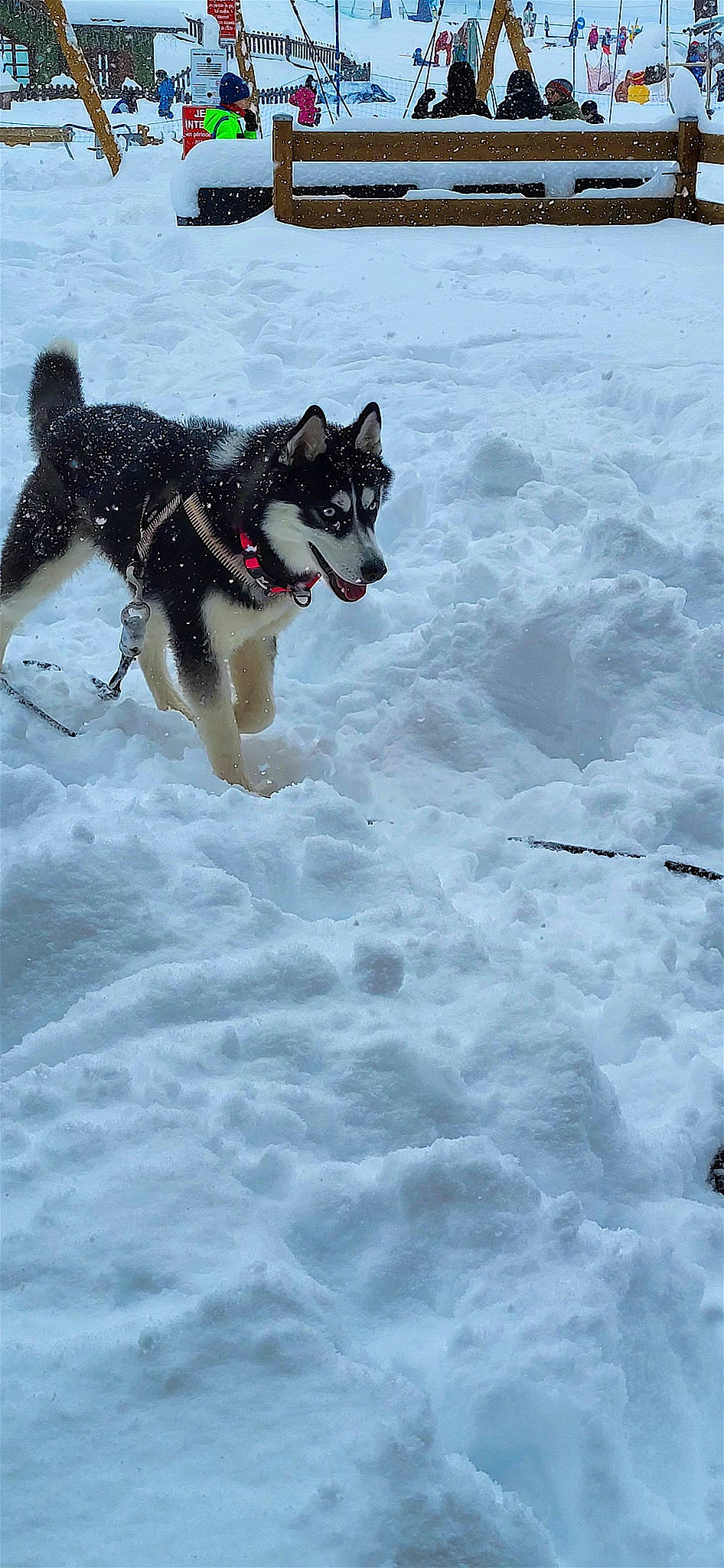 Naska a rejoint le concours — aidez-le/la à gagner de superbes lots ! canidae, carnivore, dog, dog_breed, dog_supply, freezing, guard_dog, ocean, pack_animal, recreation, siberian_husky, sled_dog, snow, sporting_group, sports, water, wind_wave, winter, working_animal, working_dog