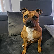 Shelby participe au concours pour gagner de l'argent avec cette photo : animal, brown_dog, canine, companion, couch, curious, dog, domestic, ears, fur, furniture, home, indoor, looking, pet, pillow, portrait, sitting, sofa, white_patch