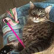 Klaws is registered to the contest to win money with this photo: cat, tabby, pet, animal, feline, toy, pink, ribbons, blanket, fur, whiskers, paw, claws, relaxed, indoor, closeup, playful, curious, resting, cozy