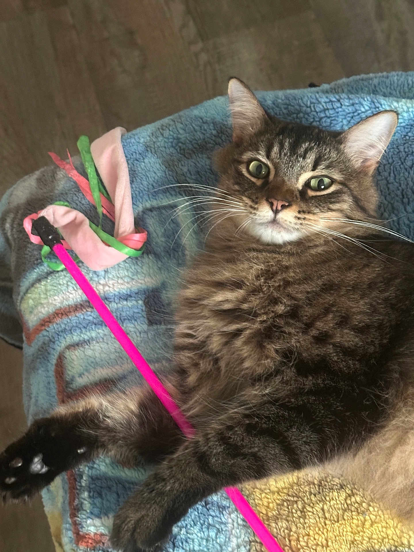 Klaws is registered to the contest to win money with this photo: cat, tabby, pet, animal, feline, toy, pink, ribbons, blanket, fur, whiskers, paw, claws, relaxed, indoor, closeup, playful, curious, resting, cozy