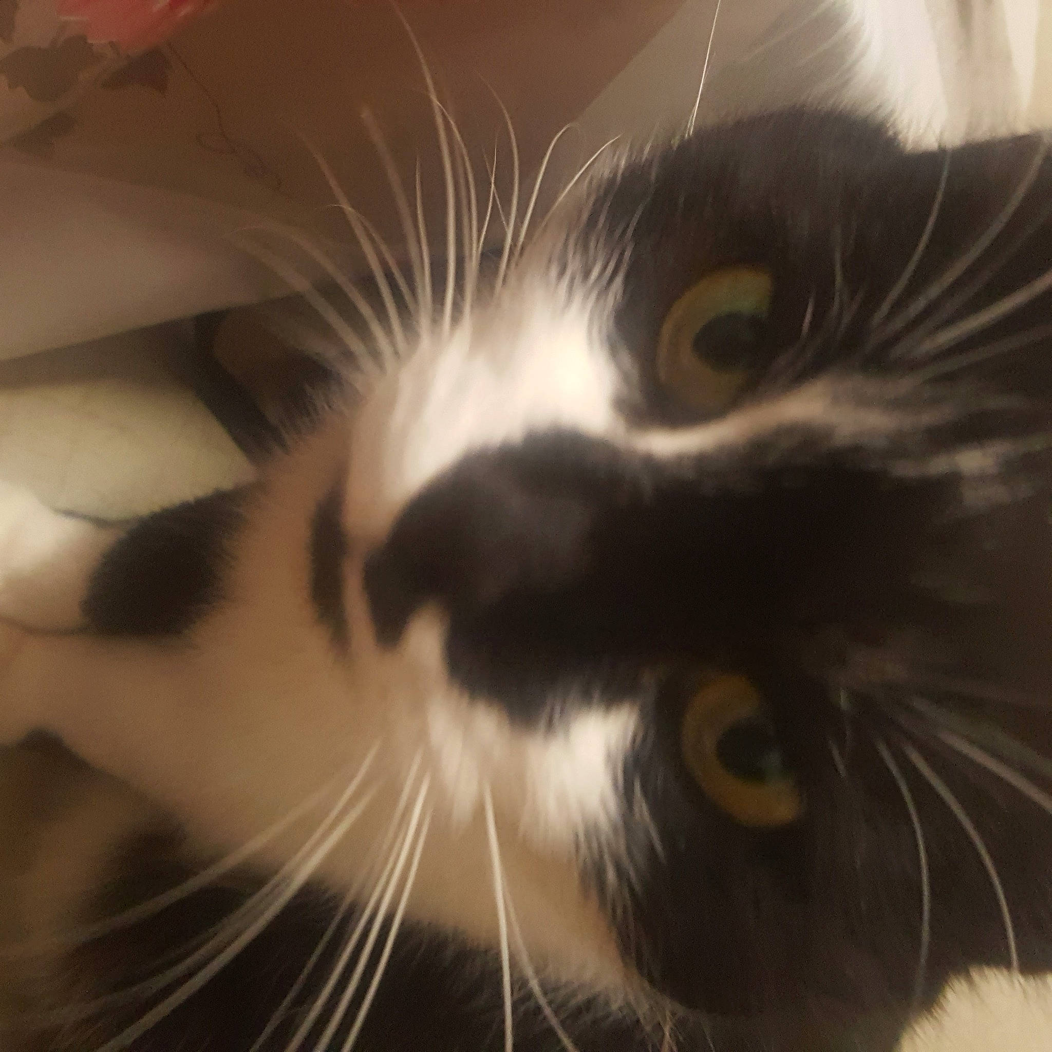 Soun a rejoint le concours — aidez-le/la à gagner de superbes lots ! carnivore, cat, domestic_short_haired_cat, felidae, fur, iris, small_to_medium_sized_cats, snapshot, snout, vertebrate, whiskers