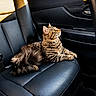 Mimi joined the competition — help win amazing prizes! animal, black_leather, car_interior, cat, domestic_animal, ears, feline, fur, leather_seat, looking_out, paws, pet, relaxing, seat, side_view, sunlight, tabby_cat, vehicle, whiskers, window