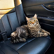 Mimi is registered to the contest to win money with this photo: alert, animal, black_leather, car_interior, cat, domestic_cat, fur, indoor, leather_seat, pet, relaxed, resting, seatbelt, striped, sunlight, tabby, vehicle, whiskers, window, yellow_eyes