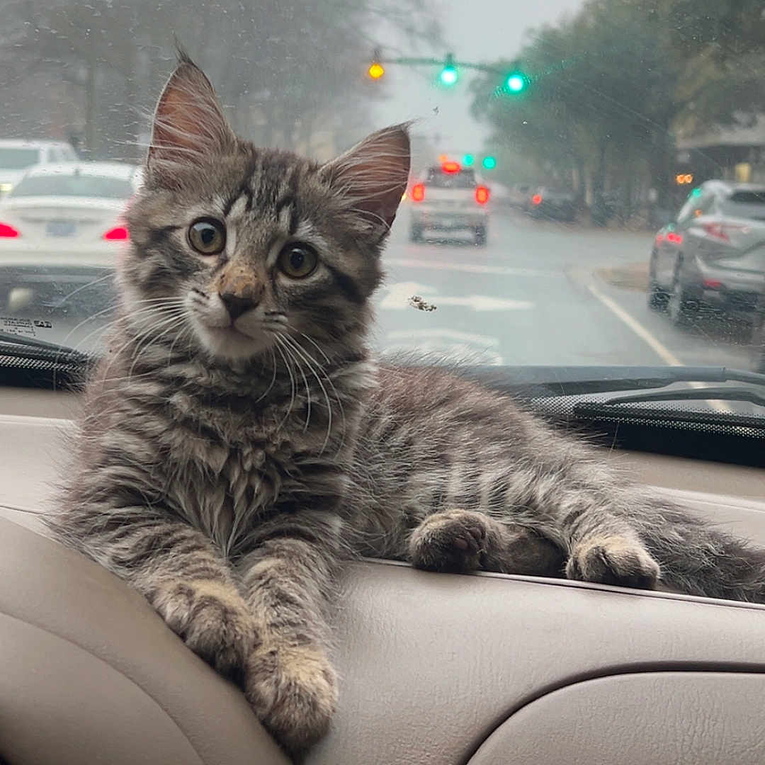 Mimi is registered to the contest to win money with this photo: cat, kitten, tabby, car, dashboard, rainy_weather, street, traffic_lights, cars, window, fur, animal, pet, indoor, curious, relaxed, road, gray, cute, portrait