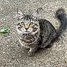Mimi is registered to the contest to win money with this photo: cat, tabby, animal, pet, outdoor, concrete, curious, feline, fur, tail, yellow_eyes, whiskers, ears, sitting, closeup, texture, nature, leaf, urban, portrait