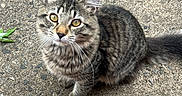 Mimi is registered to the contest to win money with this photo: animal, brick, cat, close_up, concrete, curious, ears, feline, fluffy, fur, looking_up, outdoor, pet, sitting, tabby, tail, texture, whiskers, yellow_eyes, young_cat