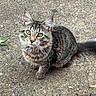 Mimi is registered to the contest to win money with this photo: cat, tabby, animal, pet, feline, outdoor, curious, fluffy, sitting, looking_up, yellow_eyes, whiskers, tail, ears, concrete, brick, texture, young_cat, close_up, fur