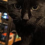cat, black_cat, close_up, indoor, animal, pet, whiskers, fur, eyes, curious, portrait, mammal, feline, looking, face, nose, ears, soft_light, blurred_background, cozy