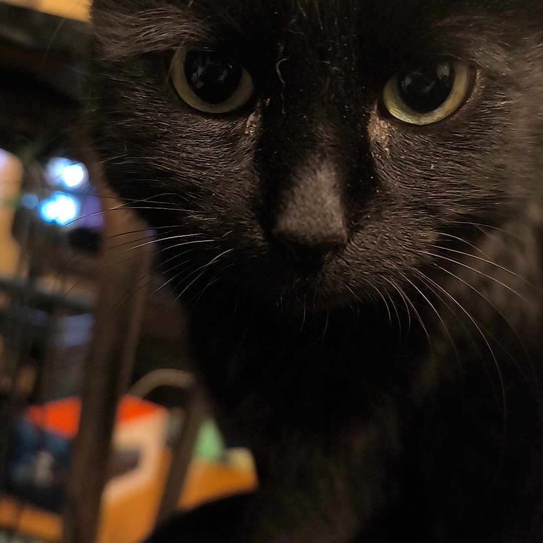 Krypton participe au concours pour gagner de l'argent avec cette photo : animal, black_cat, blurred_background, cat, close_up, cozy, curious, ears, eyes, face, feline, fur, indoor, looking, mammal, nose, pet, portrait, soft_light, whiskers