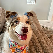 Camila joined the competition — help win amazing prizes! animal, bandana, blanket, blue_eyes, bows, canine, closeup, colorful, cozy, cute, dog, fur, furry, happy, indoor, pet, portrait, smiling, summer, tongue_out