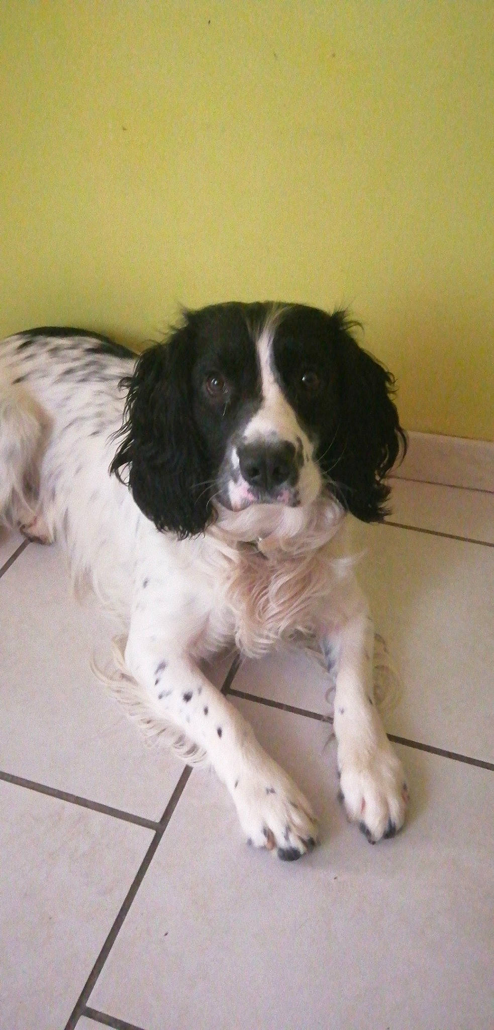 Rex a rejoint le concours — aidez-le/la à gagner de superbes lots ! braque_dauvergne, canidae, carnivore, dog, dog_breed, drentse_patrijshond, english_springer_spaniel, french_spaniel, large_munsterlander, mammal, rare_breed_dog, russian_spaniel, setter, small_munsterlander, snout, spaniel, sporting_group, stabyhoun, vertebrate, wetterhoun