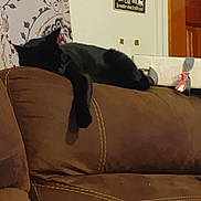 Eva is registered to the contest to win money with this photo: animal, black_cat, brown_couch, cat, couch, cozy, decor, domestic, feline, floral_wallpaper, furniture, home, indoor, living_room, paw, pet, relaxed, resting, sign, sleeping_cat