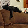animal, black_cat, brown_couch, cat, couch, cozy, decor, domestic, feline, floral_wallpaper, furniture, home, indoor, living_room, paw, pet, relaxed, resting, sign, sleeping_cat