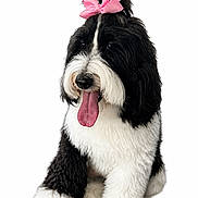 Lucy Lou joined the competition — help win amazing prizes! adorable, black_and_white, bow, canine, cute, dog, facial_markings, fluffy, groomed, long_hair, paws, pet, photography, pink_bow, portrait, puppy, sitting, studio, tongue_out, white_background