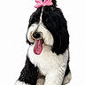 dog, puppy, black_and_white, fluffy, bow, pink_bow, tongue_out, sitting, portrait, studio, white_background, long_hair, cute, pet, canine, facial_markings, paws, groomed, adorable, photography