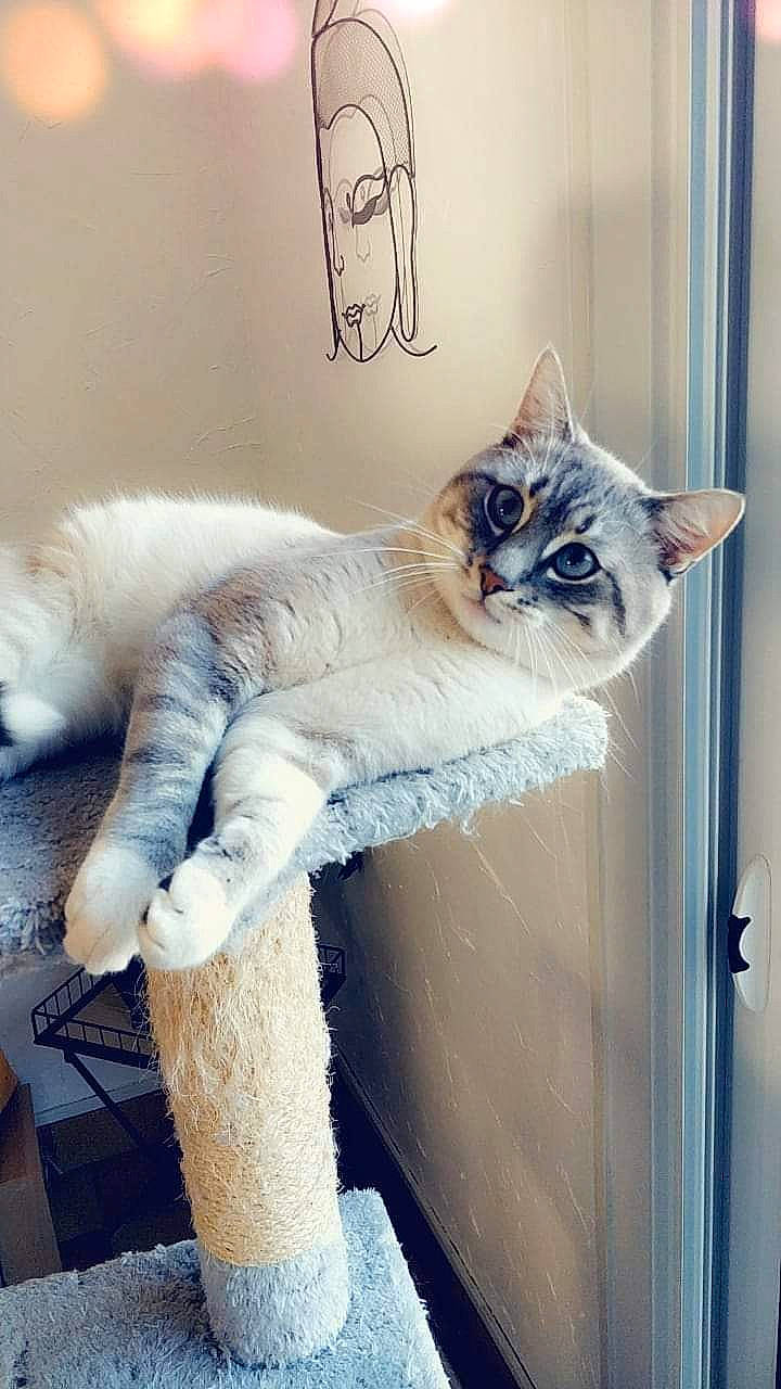 Nino participe au concours pour gagner de l'argent avec cette photo : art, carnivore, cat, cat_supply, comfort, domestic_short_haired_cat, door, fashion_design, felidae, fur, grey, paw, plaster, room, shelf, small_to_medium_sized_cats, tail, whiskers, window