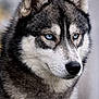 husky, dog, close_up, blue_eyes, fur, portrait, animal, canine, pet, muzzle, ears, face, outdoor, focused, fluffy, wildlife, nature, expression, alert, background_blur