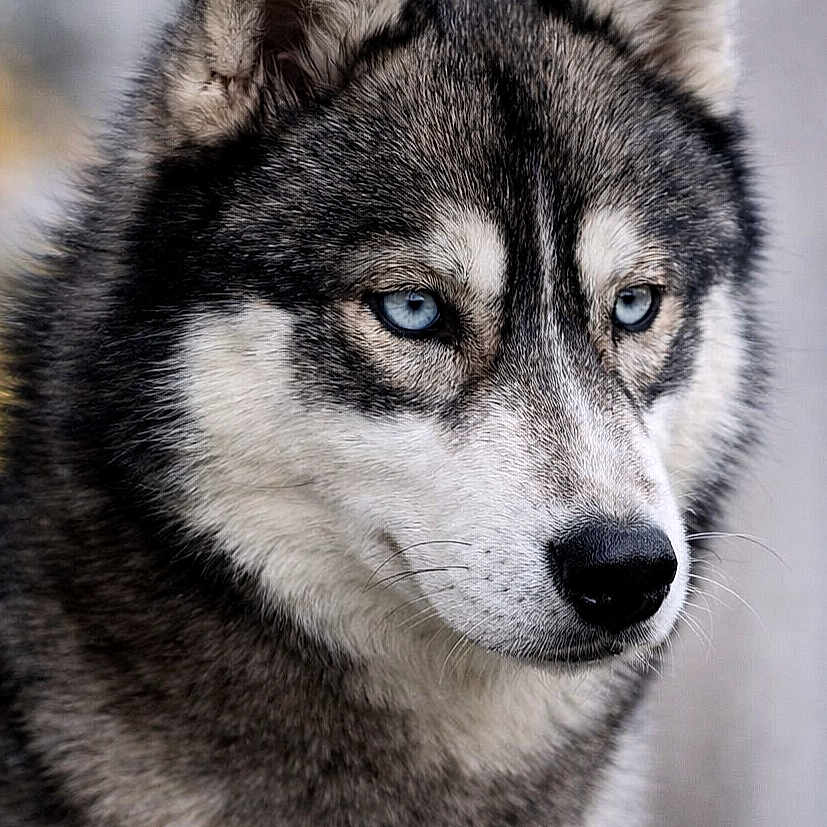 Another Love participe au concours pour gagner de l'argent avec cette photo : alert, animal, background_blur, blue_eyes, canine, close_up, dog, ears, expression, face, fluffy, focused, fur, husky, muzzle, nature, outdoor, pet, portrait, wildlife