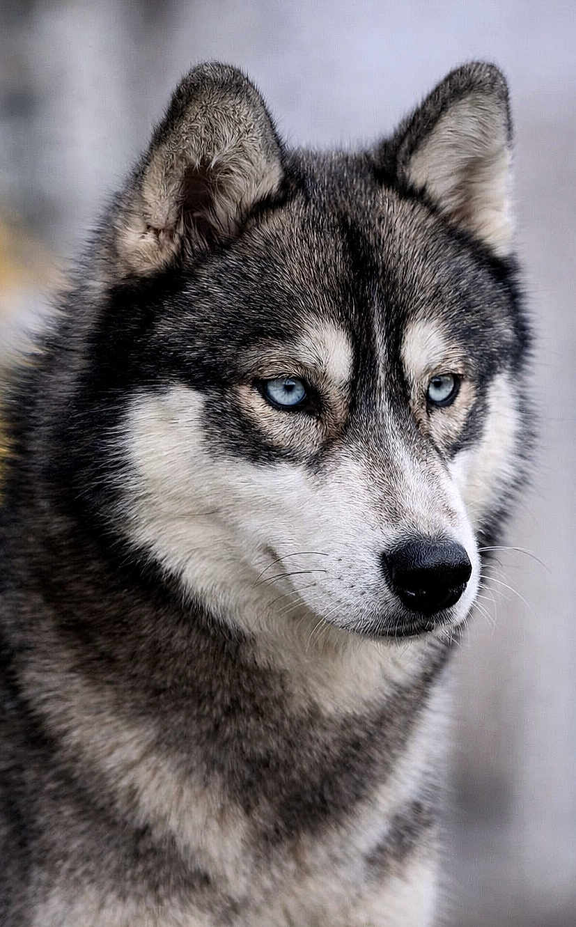Another Love participe au concours pour gagner de l'argent avec cette photo : husky, dog, close_up, blue_eyes, fur, portrait, animal, canine, pet, muzzle, ears, face, outdoor, focused, fluffy, wildlife, nature, expression, alert, background_blur