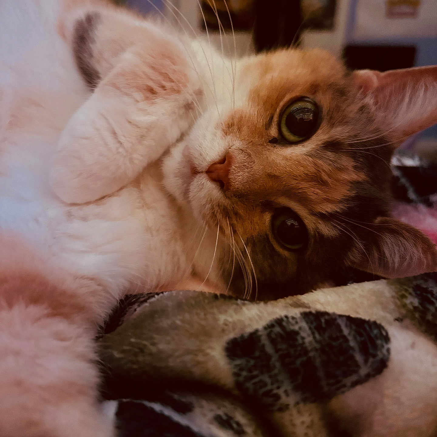 Wallee is registered to the contest to win money with this photo: animal, blanket, cat, close_up, comfortable, cozy, curious, cute, domestic, eyes, face, fluffy, fur, indoor, lying_down, pet, relaxed, resting, soft, whiskers