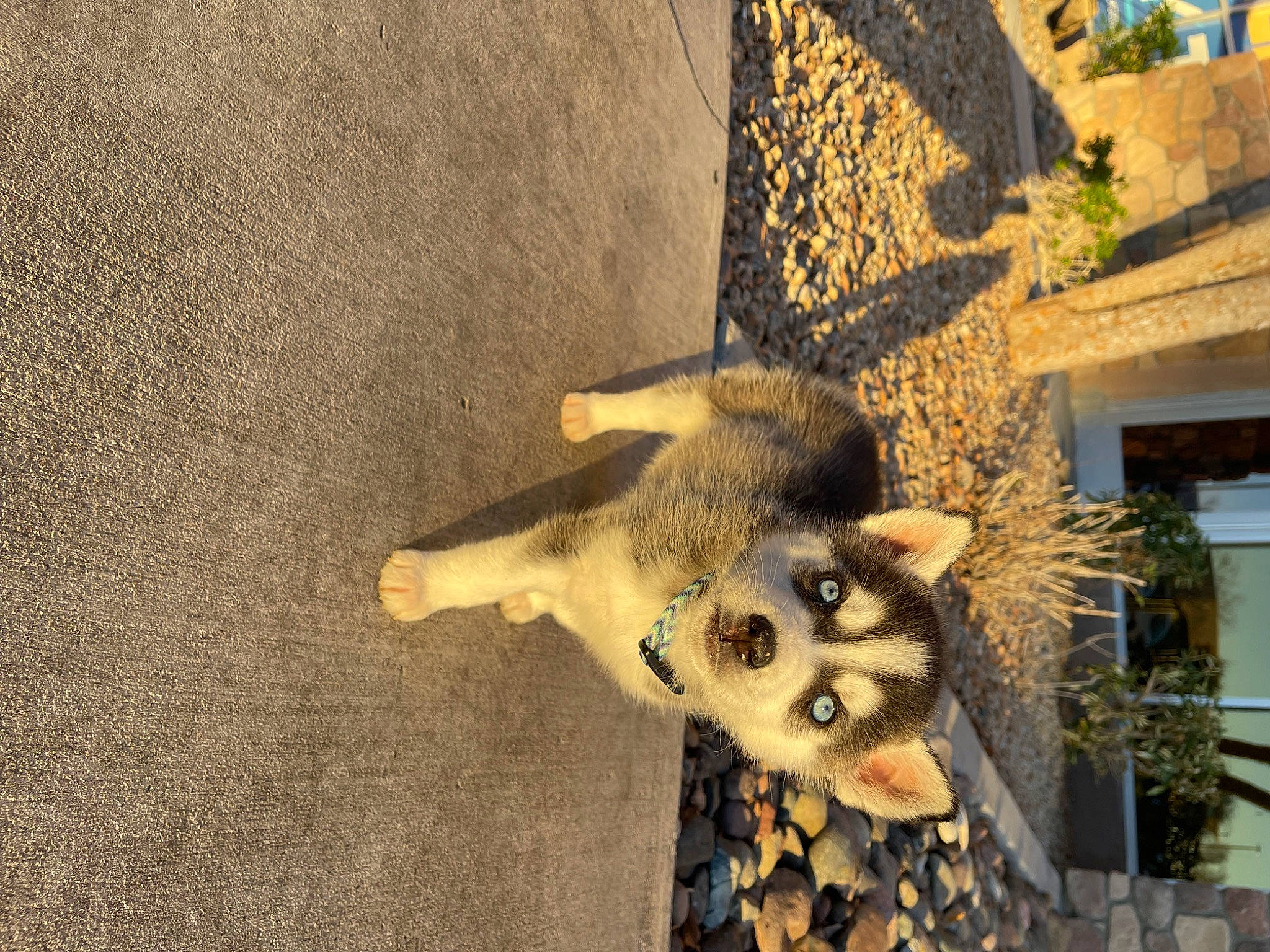 Izzy joined the competition — help win amazing prizes! art, bone, canidae, carnivore, dog_breed, fawn, felidae, fur, hide, plant, shadow, skull, soil, sporting_group, tail, terrestrial_animal, trunk, whiskers, window, wood