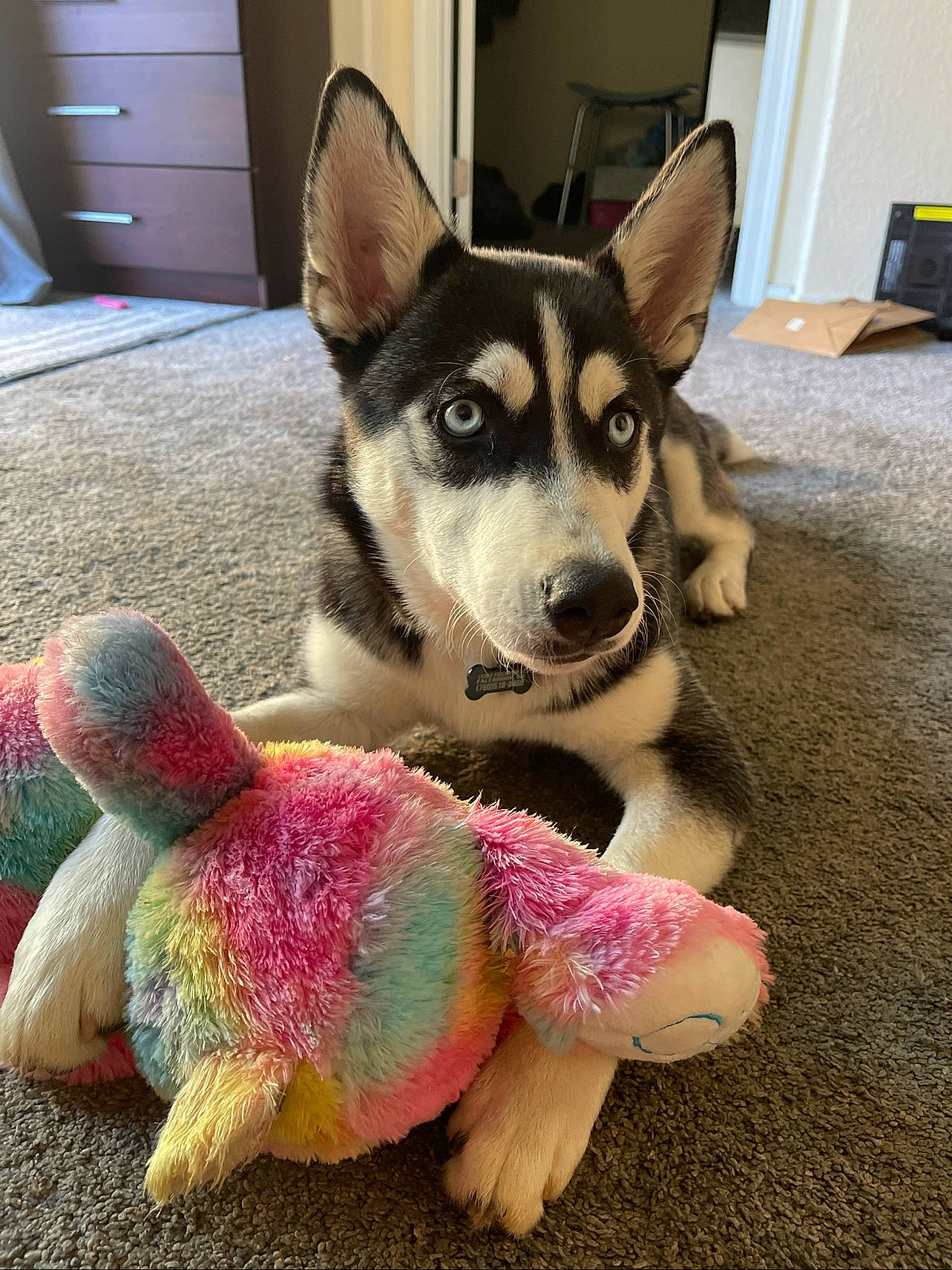 Izzy is registered to the contest to win money with this photo: cabinetry, canidae, carnivore, chest_of_drawers, companion_dog, cupboard, dog, dog_breed, dog_supply, door, drawer, flooring, fur, paw, siberian_husky, sled_dog, snout, tail, working_animal, working_dog
