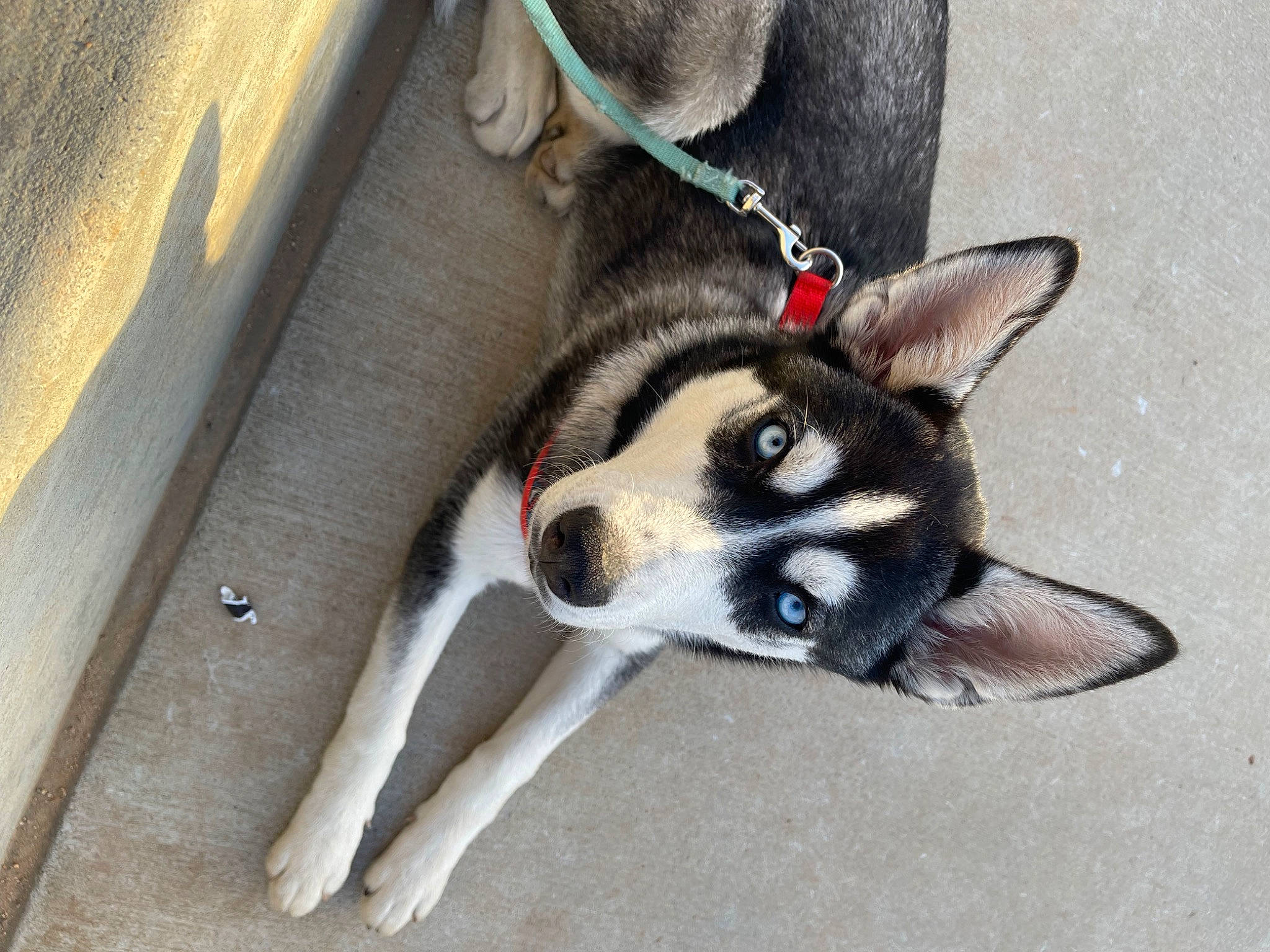 Izzy is registered to the contest to win money with this photo: canidae, canis, carnivore, companion_dog, dog, dog_breed, fawn, foot, fur, grey, non_sporting_group, paw, sled_dog, snout, tail, terrestrial_animal, whiskers, wildlife, working_animal, working_dog