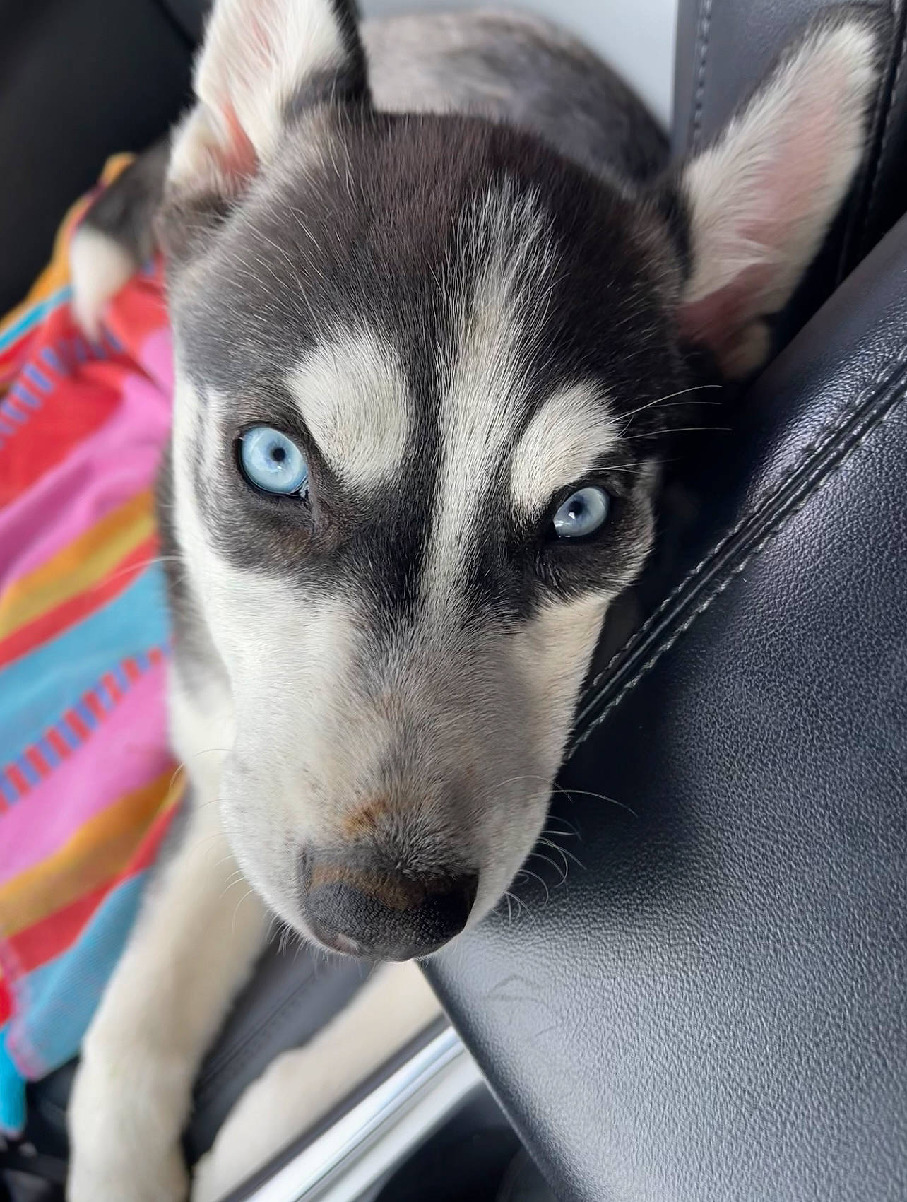 Izzy joined the competition — help win amazing prizes! canidae, canis, carnivore, comfort, companion_dog, dog, dog_breed, eye, eyelash, fur, head, iris, jaw, sled_dog, snout, sporting_group, terrestrial_animal, whiskers, working_animal, working_dog