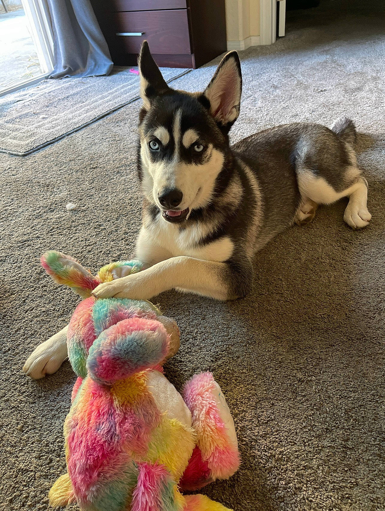 Izzy is registered to the contest to win money with this photo: carmine, carnivore, companion_dog, dog, dog_breed, dog_supply, door, fashion_accessory, flooring, foot, fur, human_leg, paw, road_surface, shadow, sitting, snout, tail, working_animal, working_dog