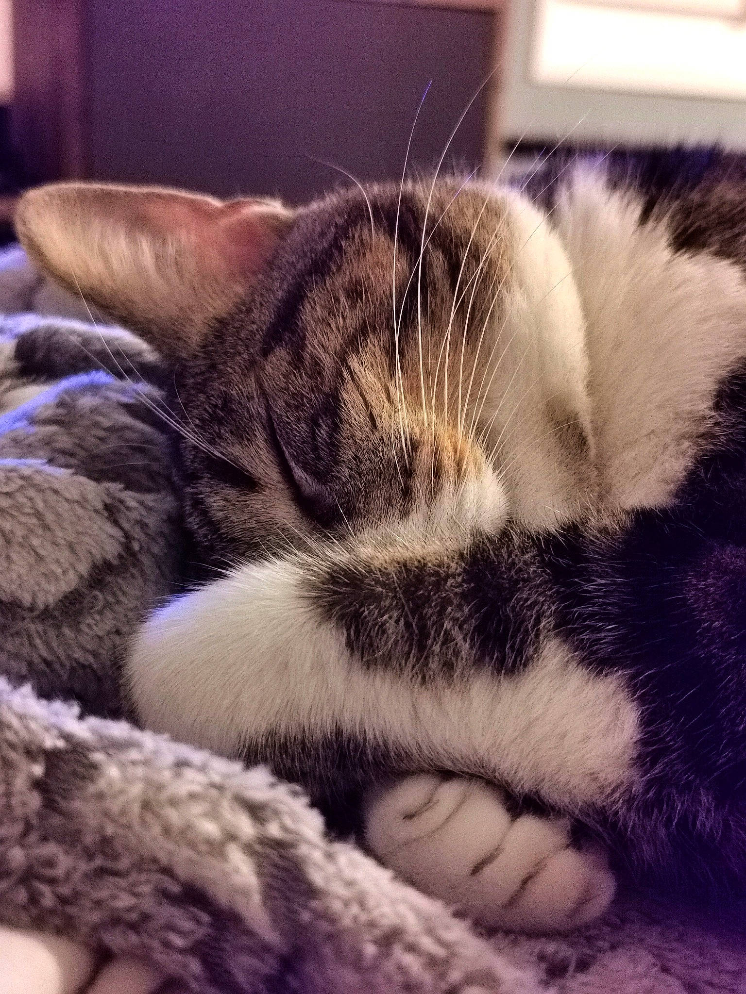 Bidouille a rejoint le concours — aidez-le/la à gagner de superbes lots ! american_shorthair, carnivore, cat, domestic_short_haired_cat, ear, european_shorthair, eye, felidae, fur, kitten, nap, nose, paw, polydactyl_cat, sky, sleep, small_to_medium_sized_cats, snout, tabby_cat, whiskers