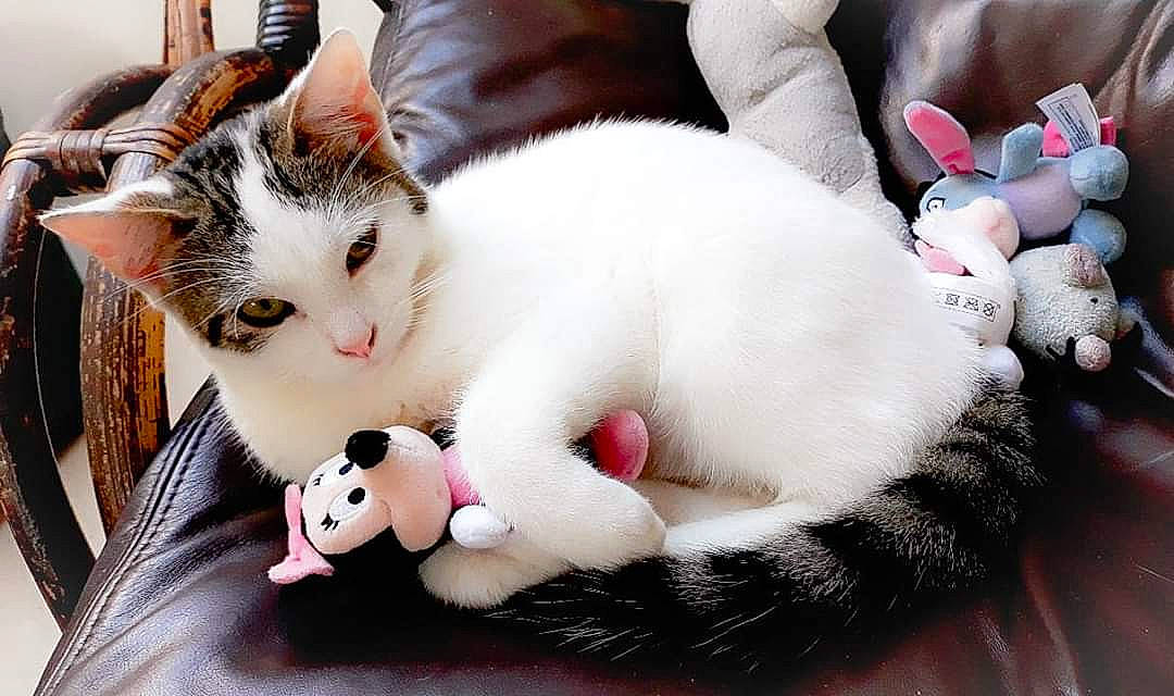 Groot participe au concours pour gagner de l'argent avec cette photo : aegean_cat, american_shorthair, american_wirehair, asian, carnivore, cat, claw, european_shorthair, felidae, fur, kitten, mammal, paw, polydactyl_cat, skin, small_to_medium_sized_cats, turkish_angora, turkish_van, whiskers